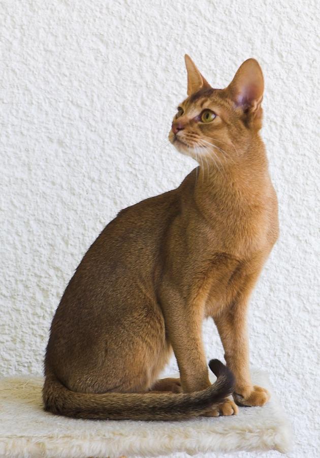 Abyssinian cat showing a ticked coat with no stripes on the body