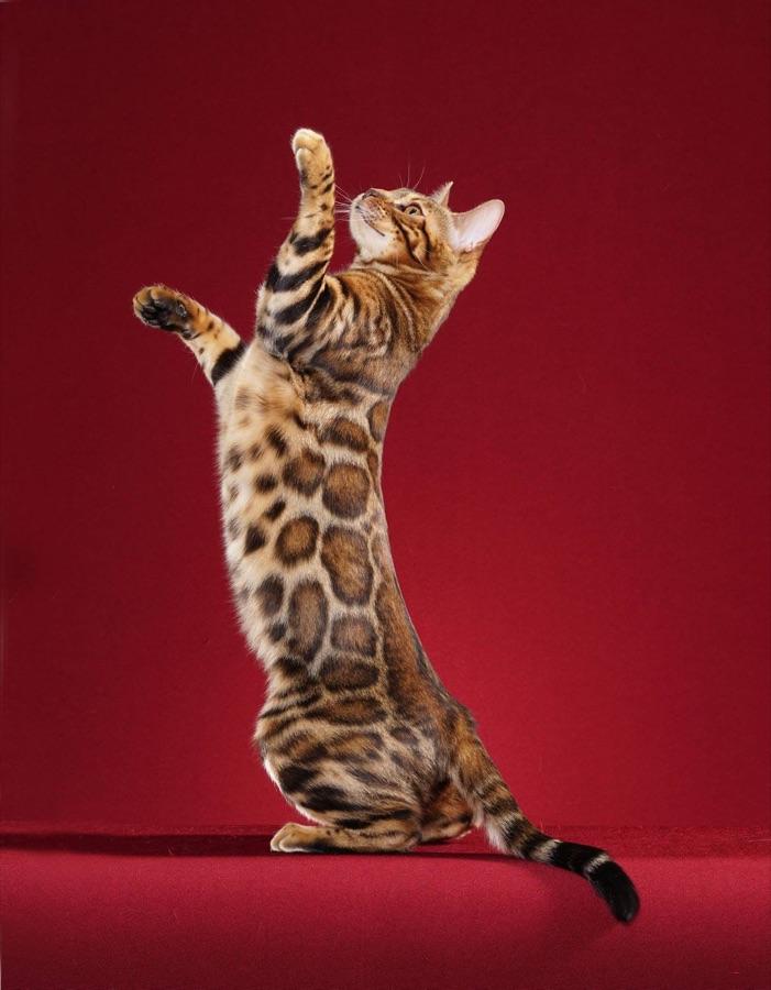 Bengal cat showing the spotted and rosetted tabby pattern
