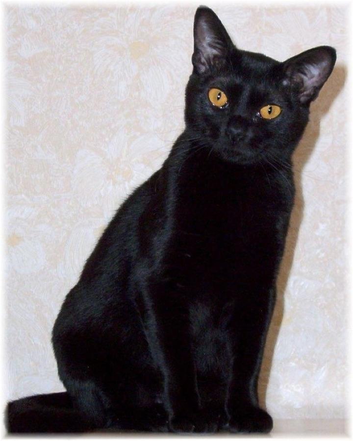 Bombay cat, solid black with copper eyes