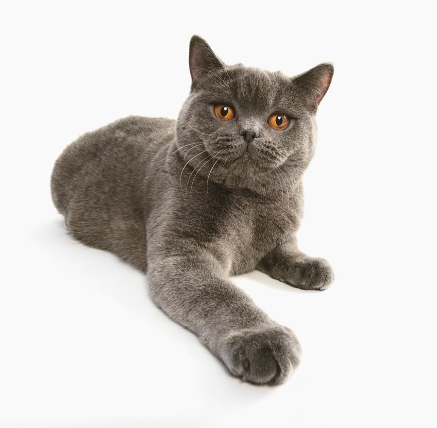 British Shorthair showing a round face and dense plush double coat