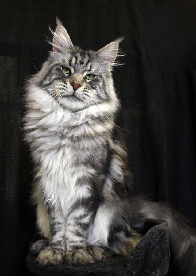 Maine Coon showing a long shaggy coat and lynx-tipped ears