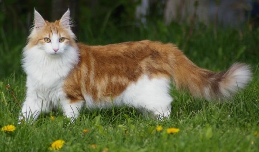 Norwegian Forest Cat, a large long-coated breed often confused with a Maine Coon