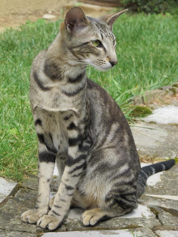 Oriental Shorthair showing a wedge-shaped face and oversized ears