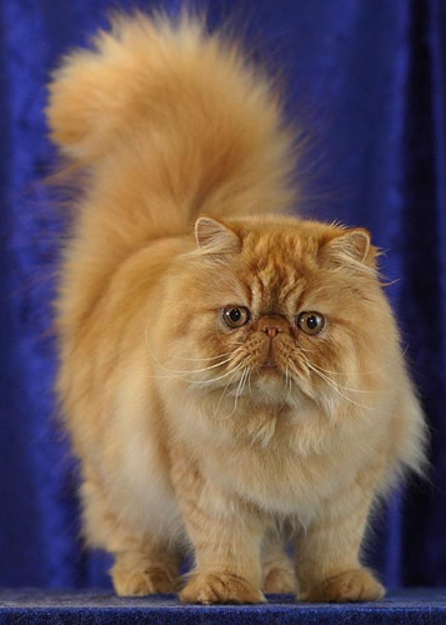 Persian cat showing a flat face and heavy cobby body
