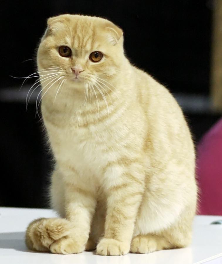 Scottish Fold cat showing its distinctive forward-folded ears