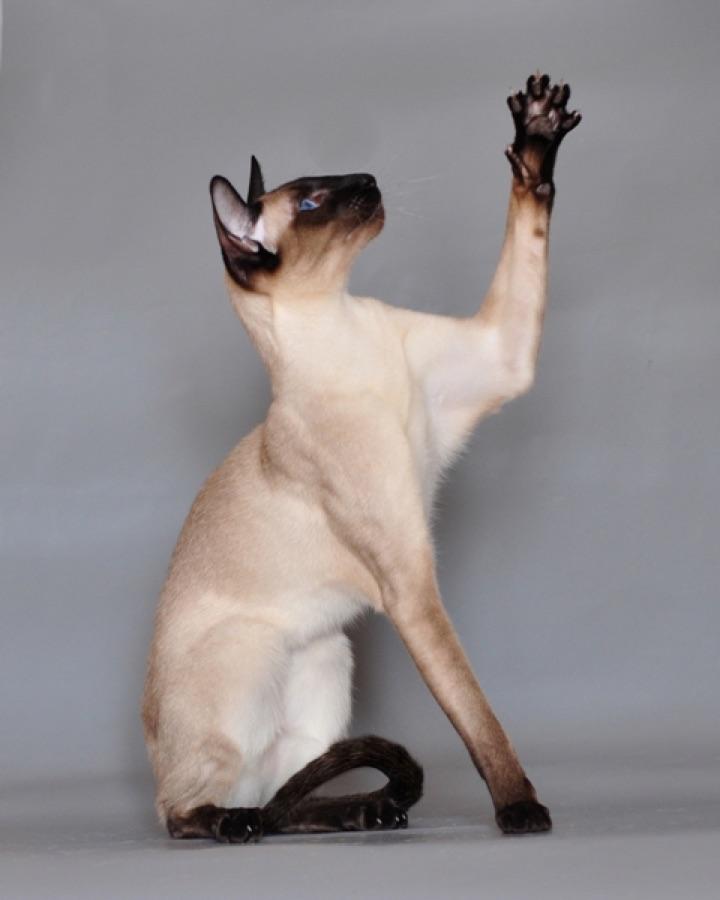 Siamese cat showing a wedge-shaped face and colorpoint markings