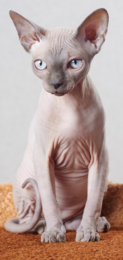Sphynx cat, hairless with oversized ears