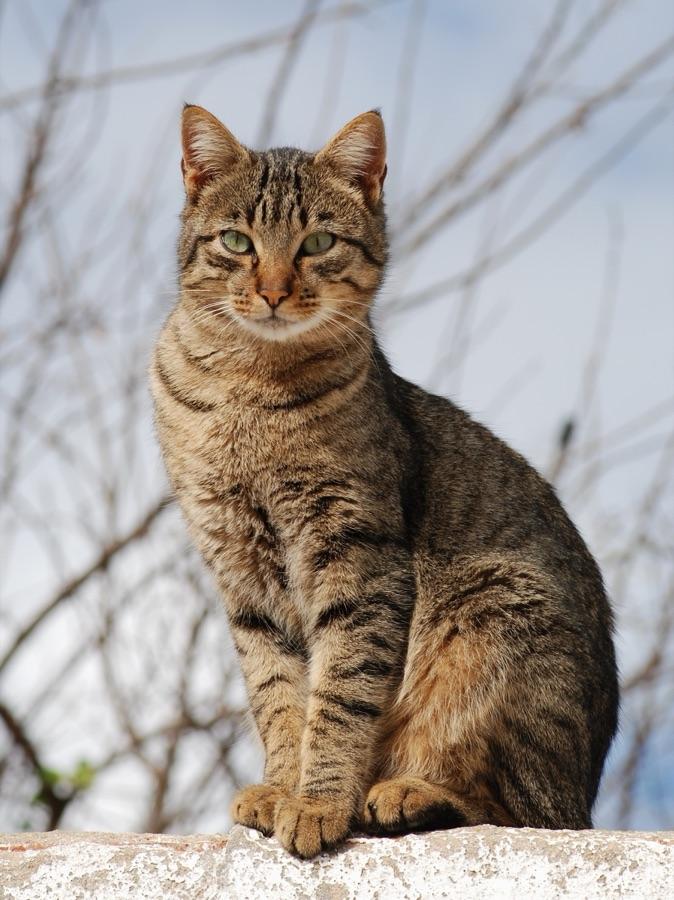 Brown mackerel tabby cat showing narrow vertical stripes and the forehead M marking