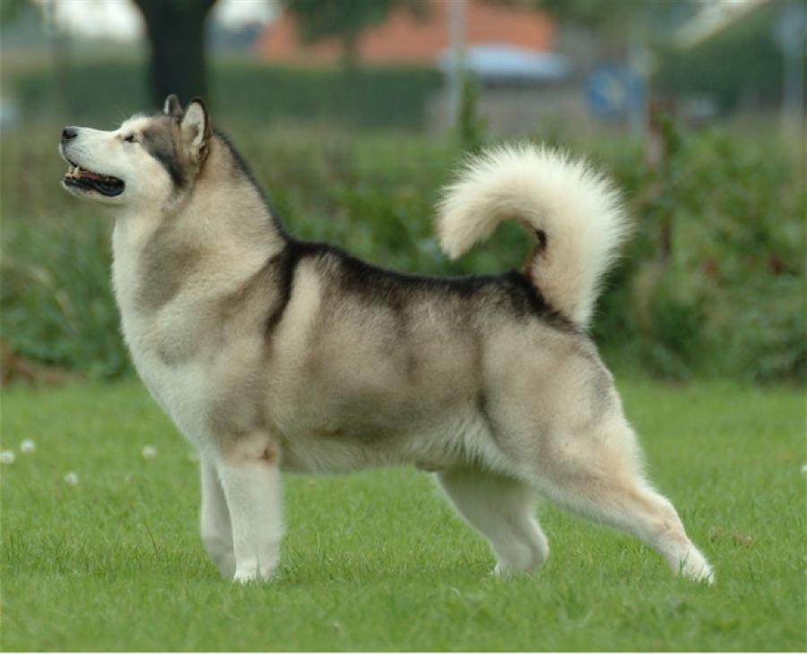 Alaskan Malamute standing in profile, heavier than a Husky with a plumed tail over the back