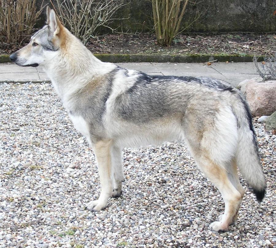 Czechoslovakian Wolfdog standing in profile, showing a lean wolf-like frame