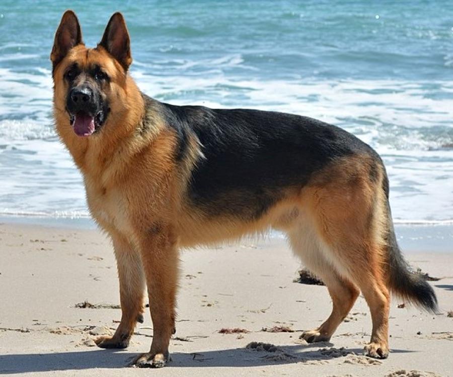 Black and tan German Shepherd standing in profile, showing a sloped back and long muzzle