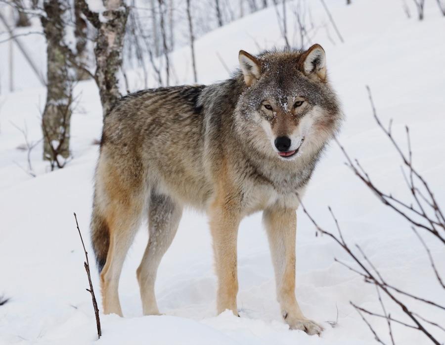 Grey wolf standing in snow, showing long legs, a broad head and a straight low-carried tail