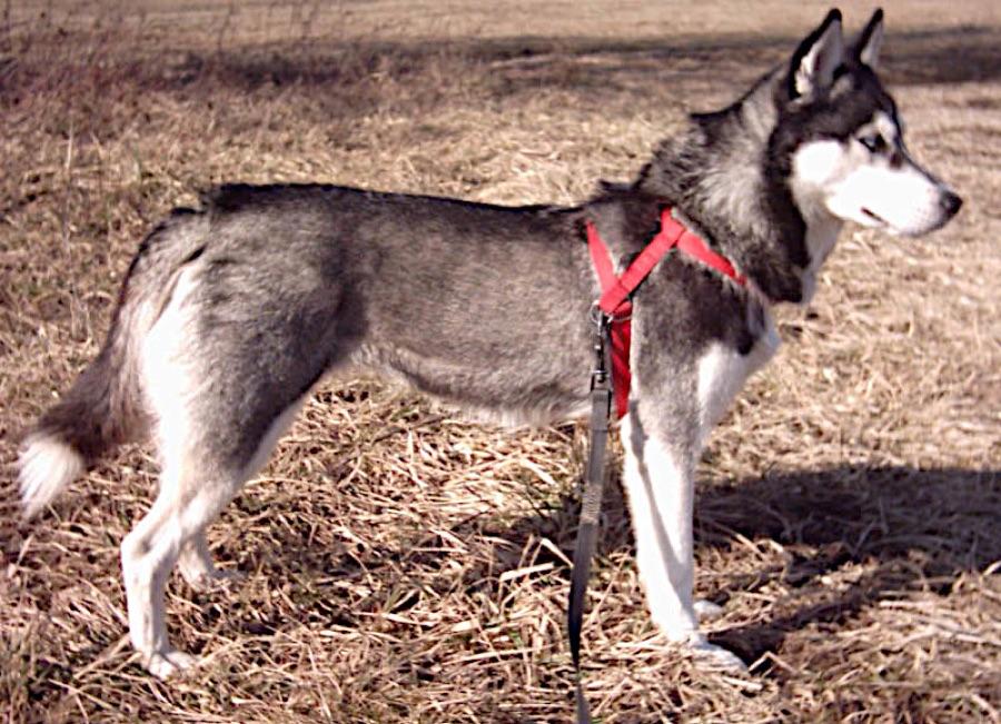 Siberian Husky standing in profile, showing a medium build and sickle-carried tail