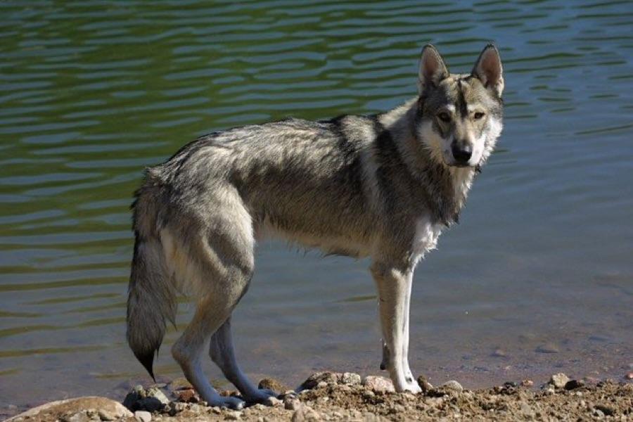 Tamaskan dog standing by water, bred to resemble a wolf