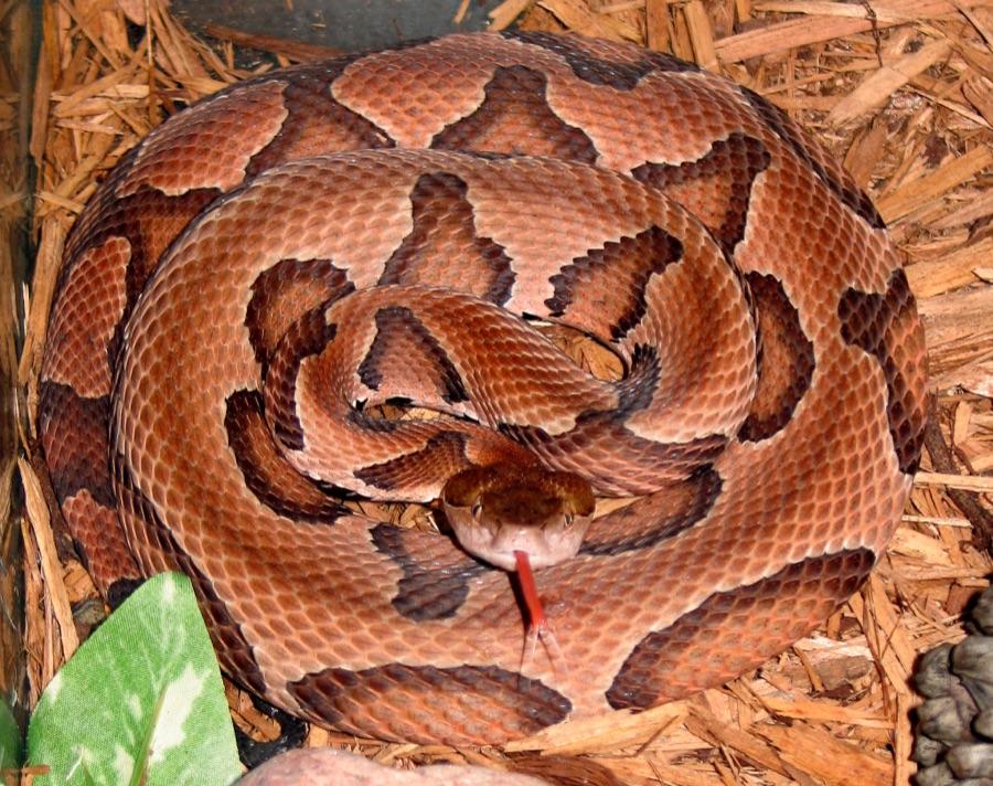 Eastern copperhead showing dark hourglass crossbands that are wide low on the sides and pinch narrow across the spine, with a plain coppery head
