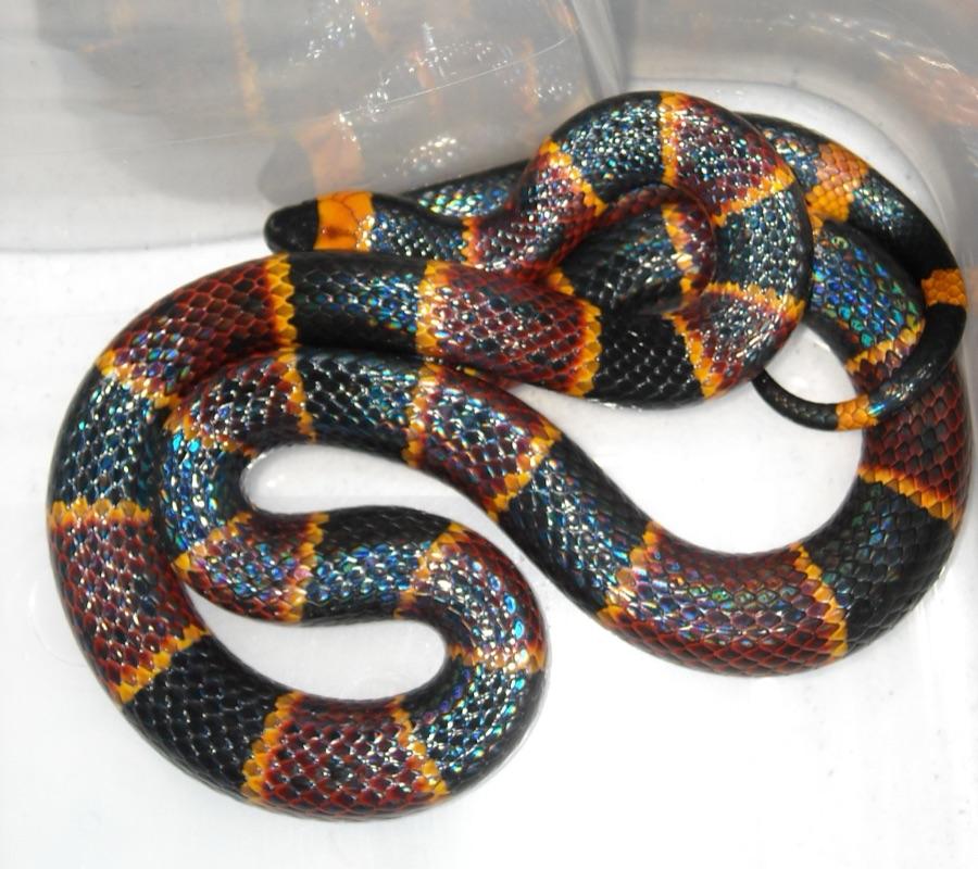 Eastern coral snake showing red bands touching yellow bands