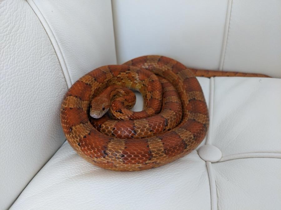 Corn snake with bright orange-red blotches that are widest across the spine, the opposite of a copperhead's hourglass pattern