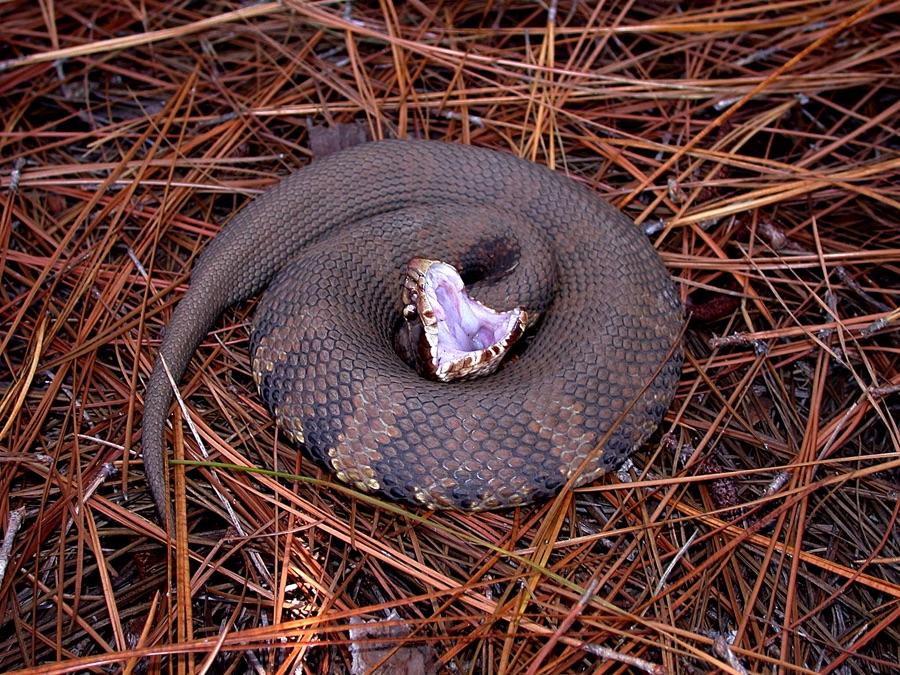 Cottonmouth gaping to show the white lining of its mouth