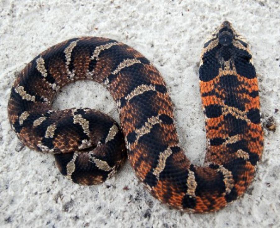Eastern hognose snake showing its distinctive upturned pig-like snout