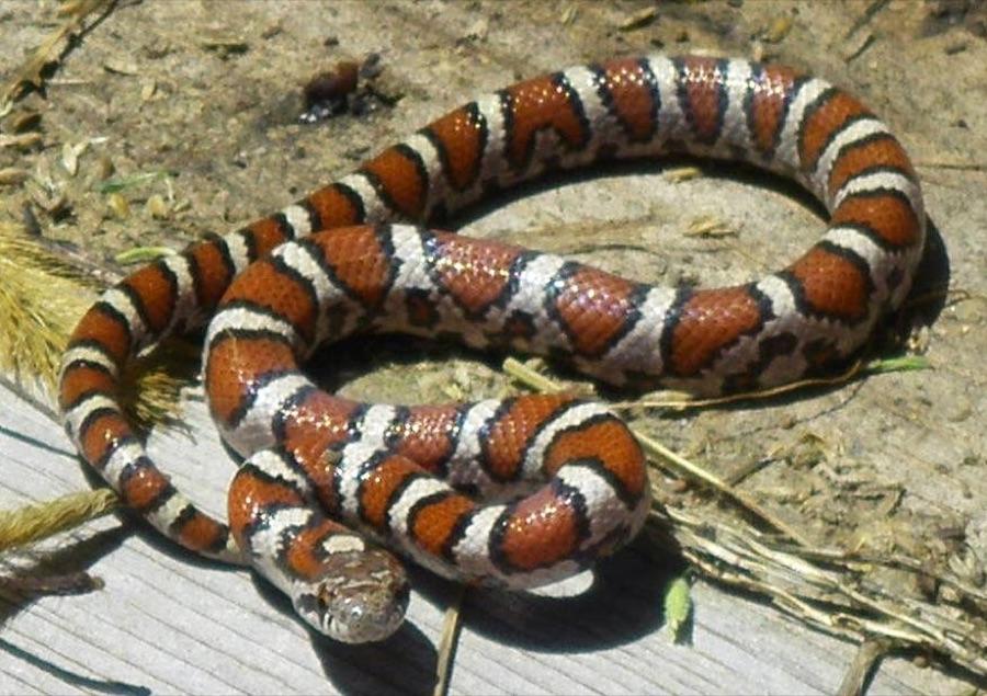 Eastern milk snake with glossy reddish-brown saddle blotches outlined in black on a gray body