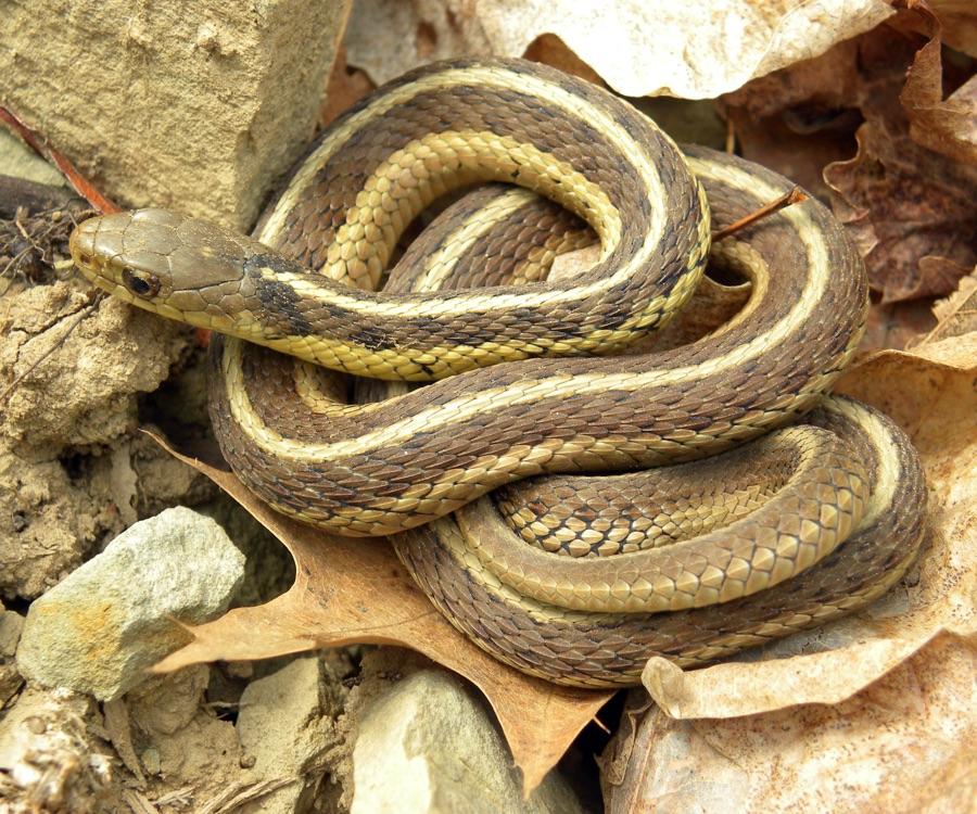 Top-down photograph of a garter snake showing the full body and dorsal stripe pattern clearly