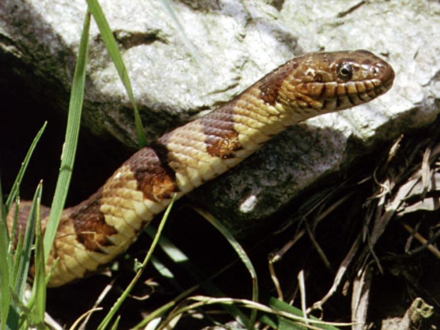 Northern water snake with dark bands widest at the spine and rough matte scales