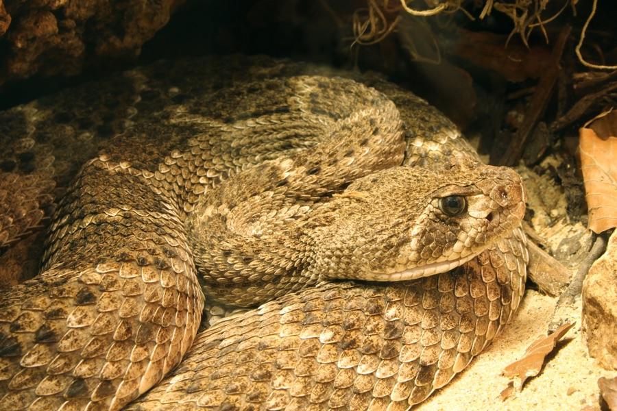 Western diamondback rattlesnake coiled, showing a heavy body and blocky head