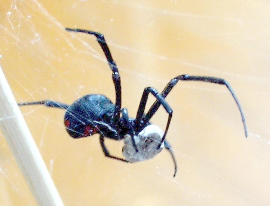 Black widow spider, glossy black with red markings, in a tangled web with an egg sac