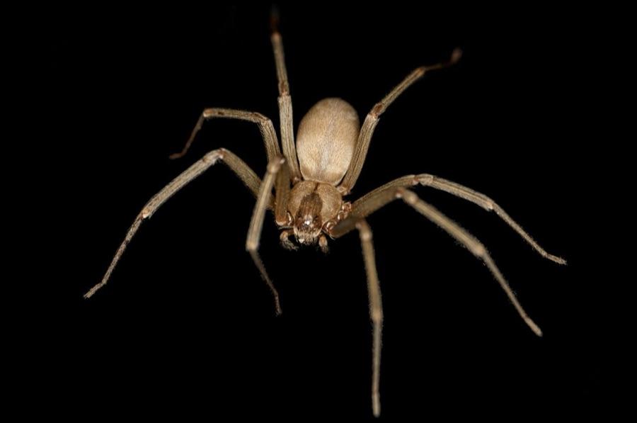 Brown recluse spider showing plain uniform tan legs with no bands and no spines