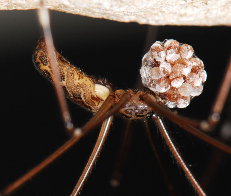 Cellar spider with very long thin legs, hanging in its web