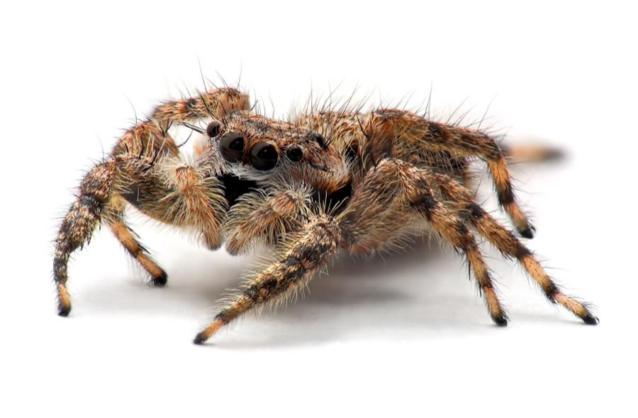 Jumping spider with large forward-facing eyes and a fuzzy body