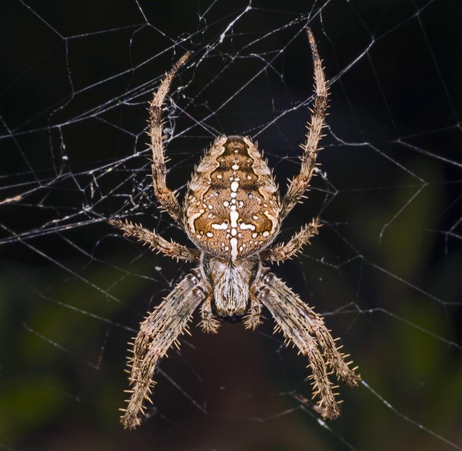 Garden orb weaver spider in its wheel-shaped web