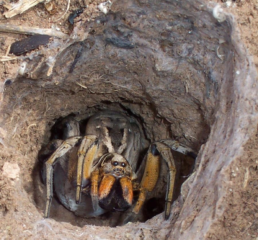 Wolf spider showing a hairy robust body and two large forward-facing eyes