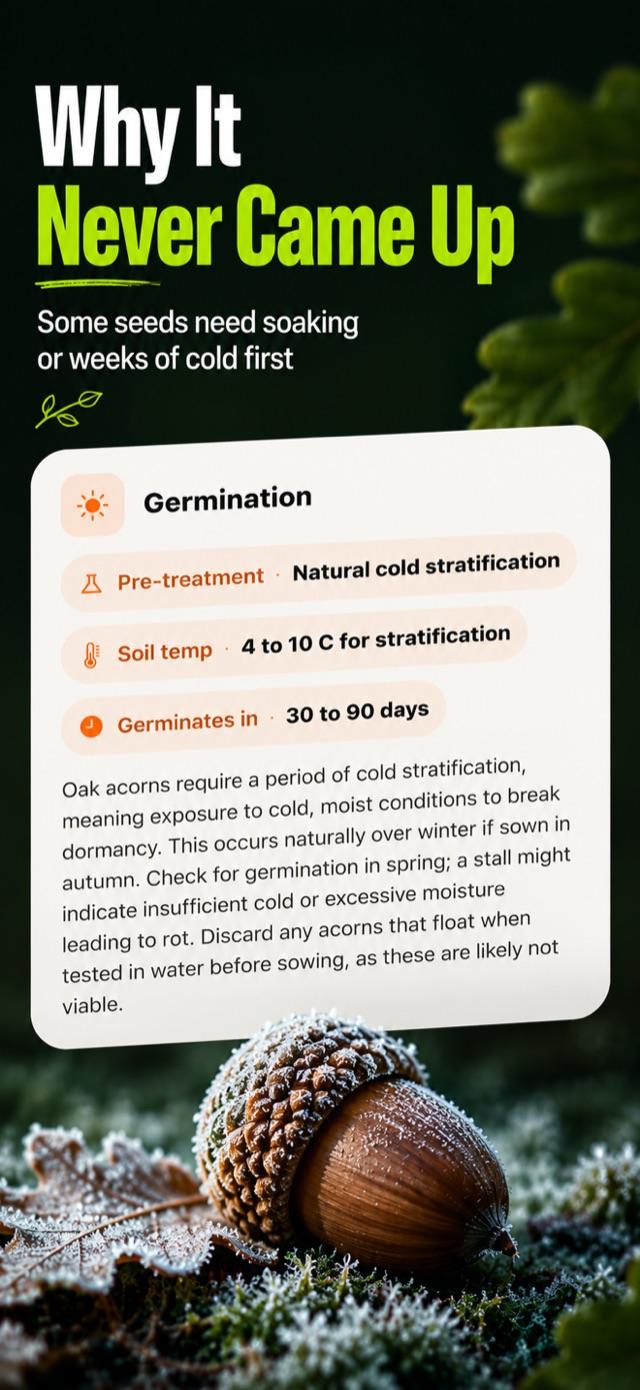 Step-by-step sowing guide for the identified seed