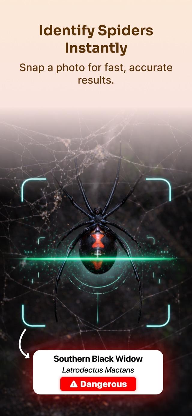 Spider identifier app scanning a spider with the camera