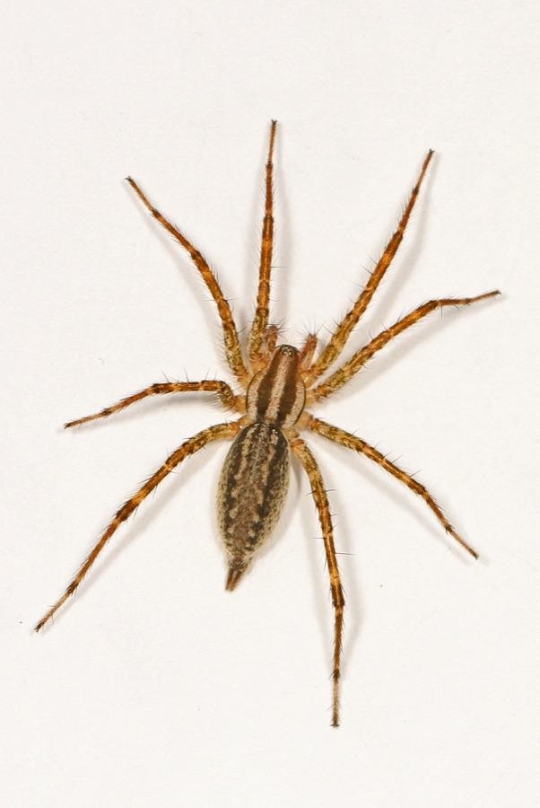 Grass spider with visible banding and spines on its legs