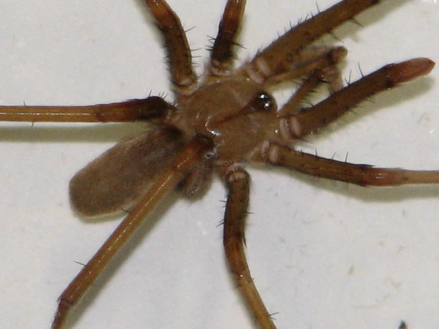 Southern house spider, the species most often mistaken for a brown recluse