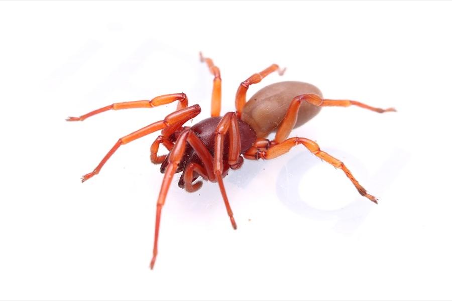 Woodlouse spider with a reddish body and large jaws